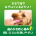 獅王PETKISS 指套牙刷 (Regular)